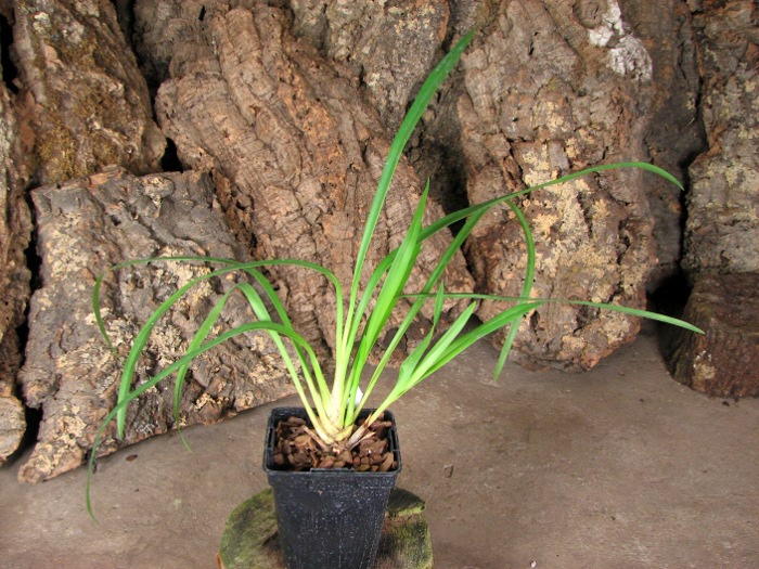 Cymbidium erythrostylum.JPG