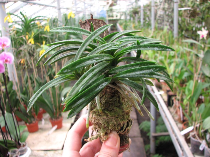 Neofinetia falcata.JPG