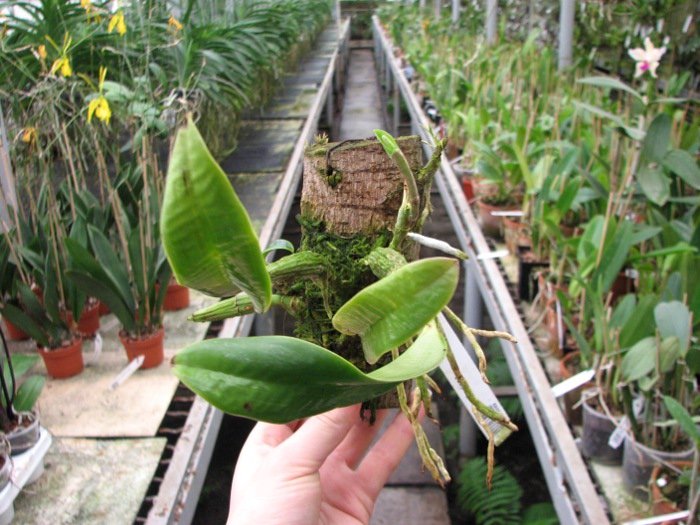 Cattleya walkeriana.JPG