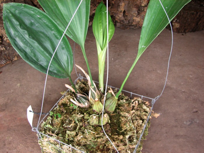 Stanhopea connata.JPG