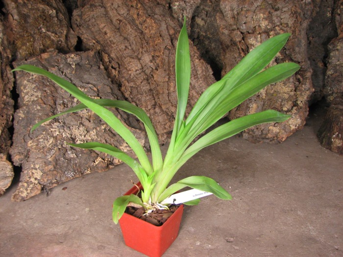 Huntleya meleagris.JPG