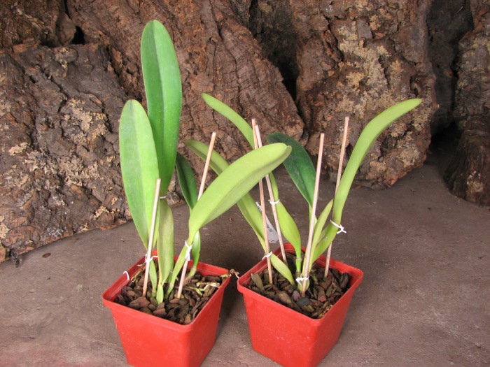 Cattleya dowiana x SELF.JPG
