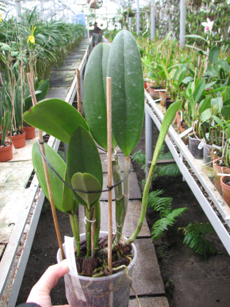 Brassavola digbyana x Rhyncholaeliocattleya Green Devil.jpg