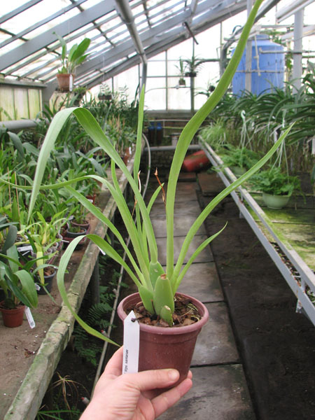 Miltoniopsis santanae.jpg