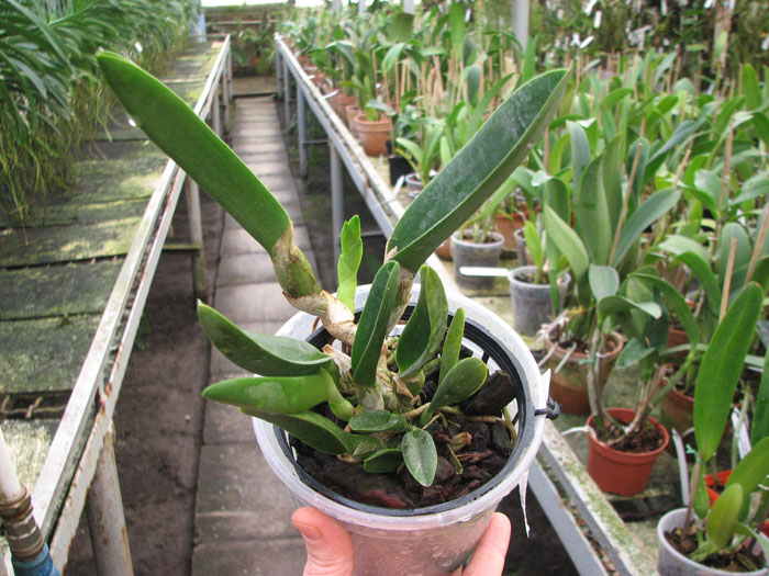 Brassavola digbyana var fimbripetala.jpg