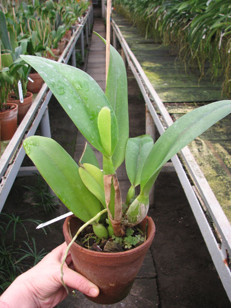 Laeliocattleya Shirayukihime 'M' (Tokyo Magic x Mildred Rives).jpg