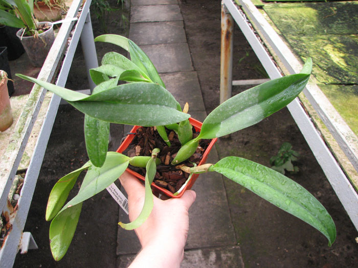 Cattlianthe Sunrise Doll 'AV' (Cattlianthe Seagulls Torch Song x Cattleya Morning Glow).jpg