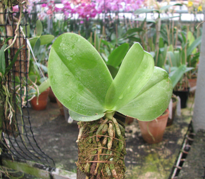Phalaenopsis violacea 'Borneo'.jpg