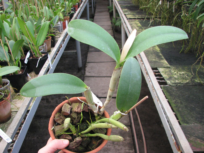 Cattleya luteos forbesii x Brassavola cucullata.jpg