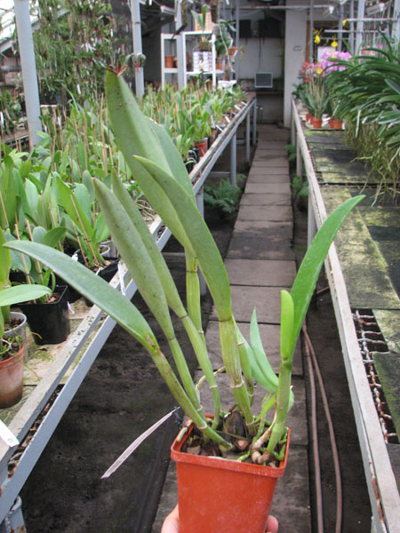 Brassavola fragrans x Laeliocattleya Elizabeth Hearn.jpg