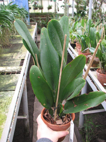 Brassolaeliocattleya Tubtim Siam.jpg