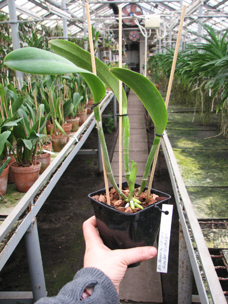 Brassolaeliocattleya Memoria Crispin Rosales 'Victory'.jpg