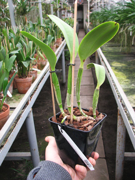 Laeliocattleya Cornelia coerulea.jpg