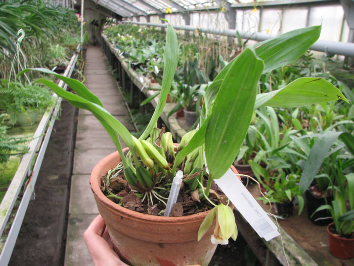 Coelogyne speciosa.jpg