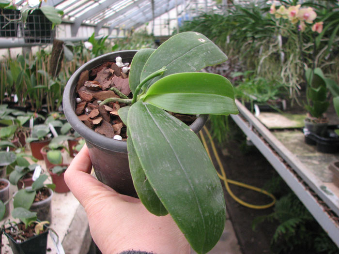 Phalaenopsis bellina.jpg