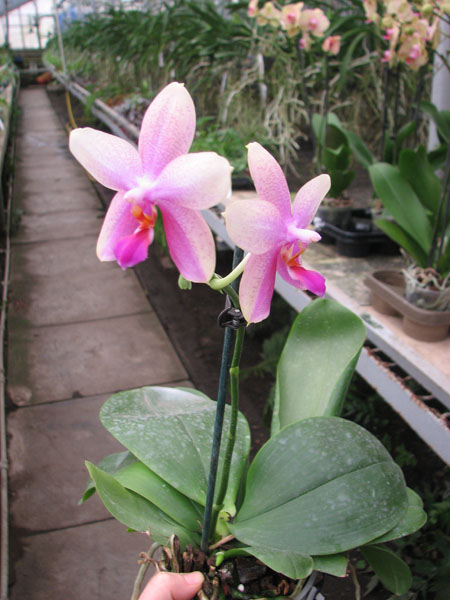Phalaenopsis Liodoro.jpg