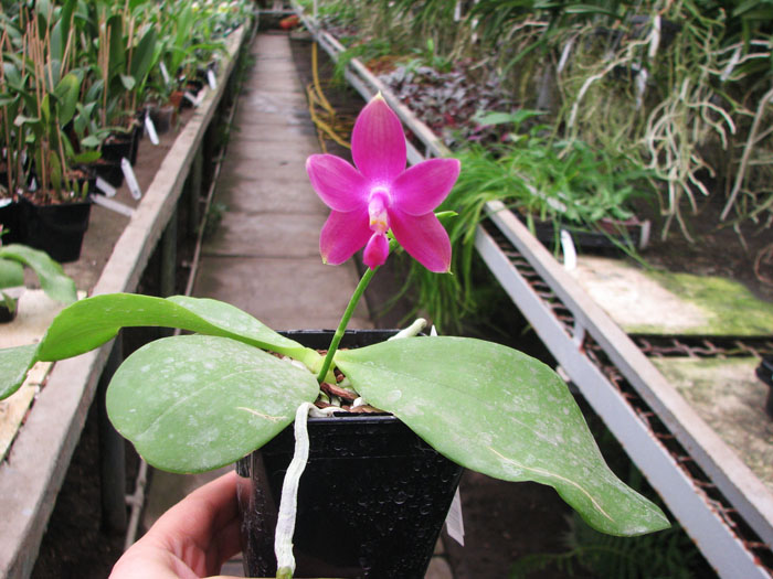 Phalaenopsis Jennifer Palermo x Phalaenopsis LD's Bear Queen.jpg