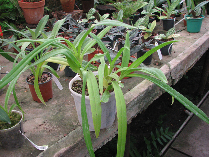 Phragmipedium Hanne Popow.jpg