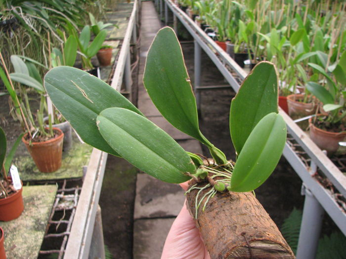 Bulbophyllum antenniferum.jpg