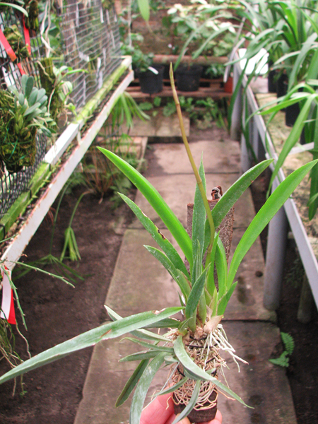 Oncidium (Tolumnia) hybrids.jpg