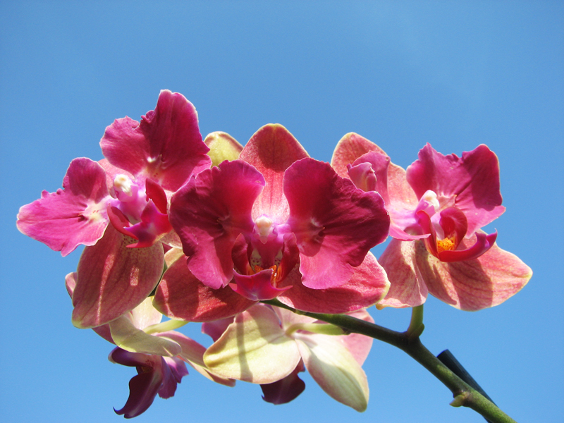 Phalaenopsis hybrid.jpg