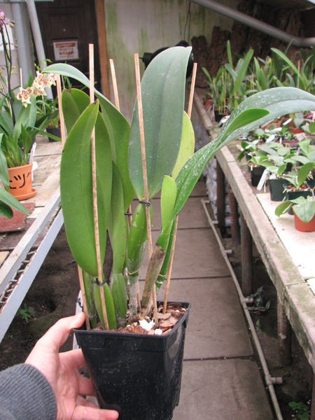 Cattleya Earl 'Imperialis' x Brassolaeliocattleya Ranger Six 'Aok' x Brassavola digbyana 'Mr Pig'.jpg