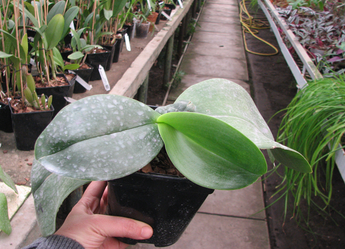 Phalaenopsis Ohl Flame 'Yung Ho' (Princess Kaulani x gigantea).jpg