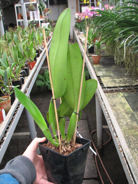 Cattleya warneri concolor 'HI' x Cattleya warneri venosa suave.jpg
