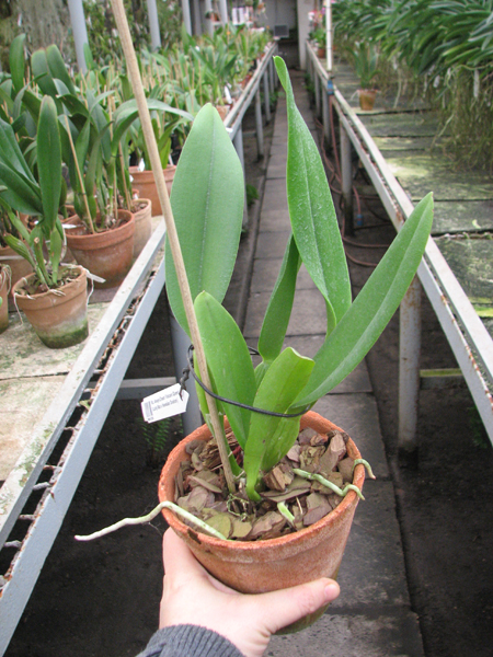 Rhyncholaeliocattleya Always Dream 'Volcano Queen' (Lucky Man x Hawaiian Ovation).jpg