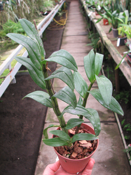 Dendrobium Dawn Marie.jpg