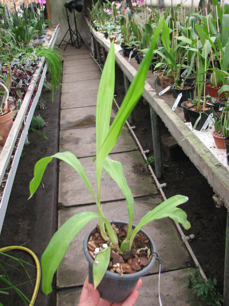 Zygonisia Cynosure 'Blue Water Sailing'.jpg