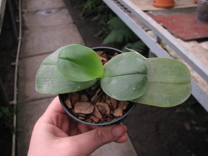 Phalaenopsis KS Happy Eagle.jpg