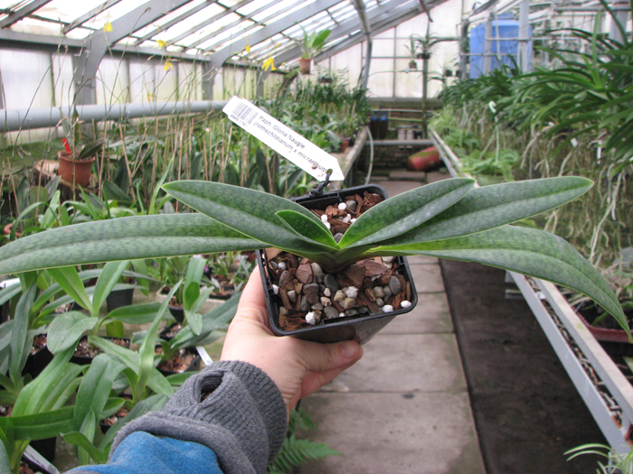 Paphiopedilum Gloria Naugle (rothschildianum x micranthum).jpg
