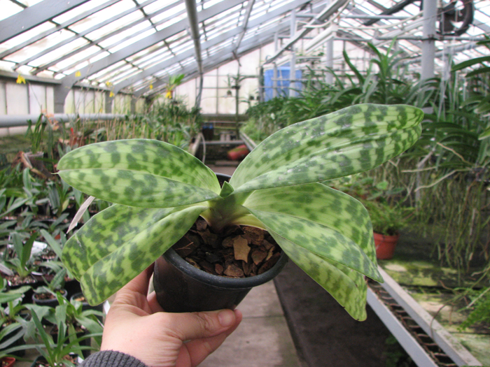 Paphiopedilum curtisii x Shin-Yi Heart.jpg