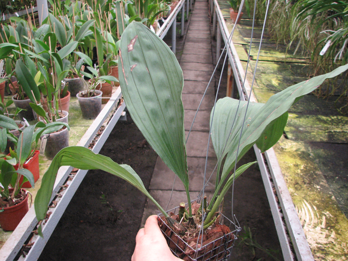 Stanhopea candida.jpg