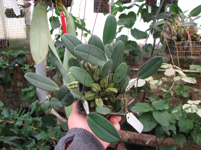 Dendrobium aggregatum.jpg