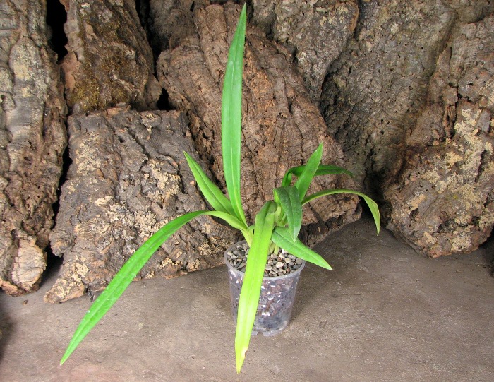 Phragmipedium Hanne Popow (besseae x schlimii).JPG