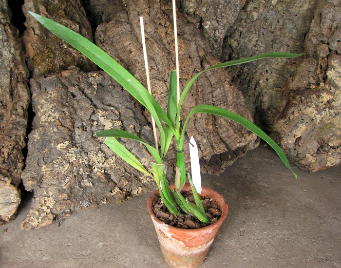 Anacheilium radiatum.JPG