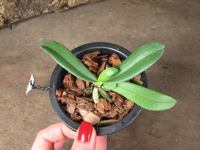 Aerangis verdickii.JPG
