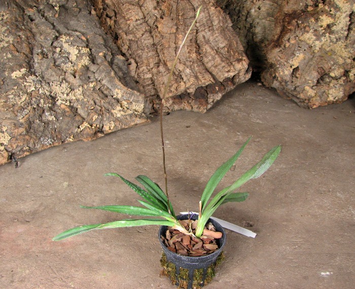 Ionopsis utricularioides.JPG