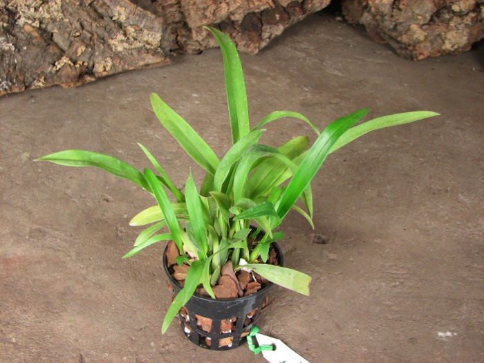 Oncidium Twinkle 'Red Fantasy'.JPG
