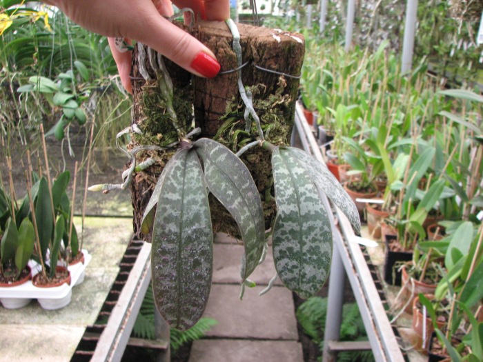 Phalaenopsis schilleriana.JPG
