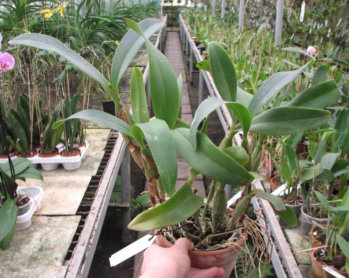 Cattleya skinneri.JPG