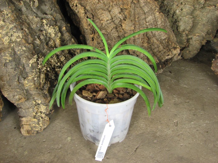 Ascocentrum aurantiacum.JPG