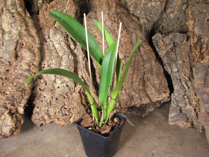 Rhyncholaeliocattleya Blanche Aisaka 'Yuki' (Brassolaeliocattleya Meditation x Laeliocattleya Stephen Oliver Fouraker).JPG
