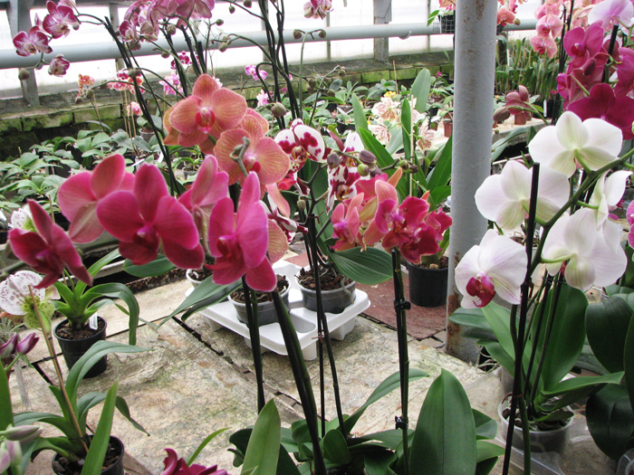Phalaenopsis.jpg