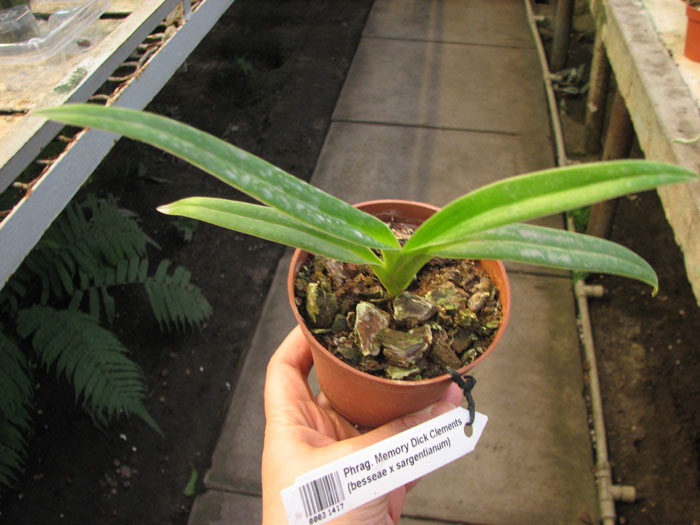 Phragmipedium Memory Dick Clements.jpg