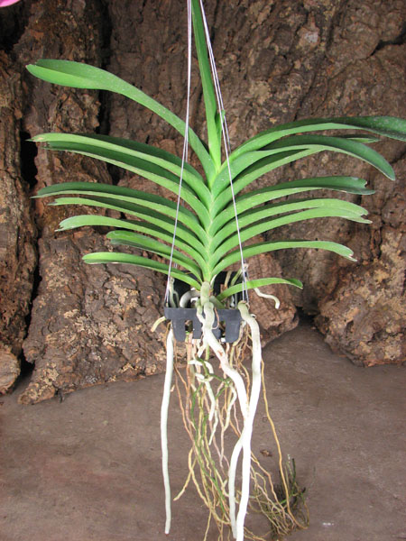 Vanda Pak Chong Blue.jpg