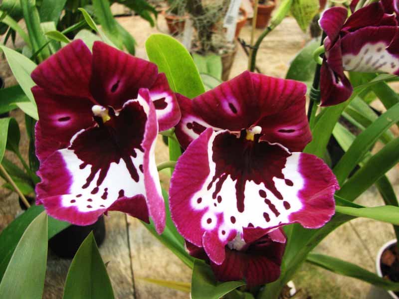 Miltoniopsis.jpg
