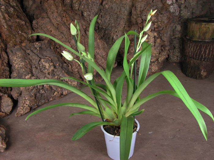 Miltoniopsis 2.jpg